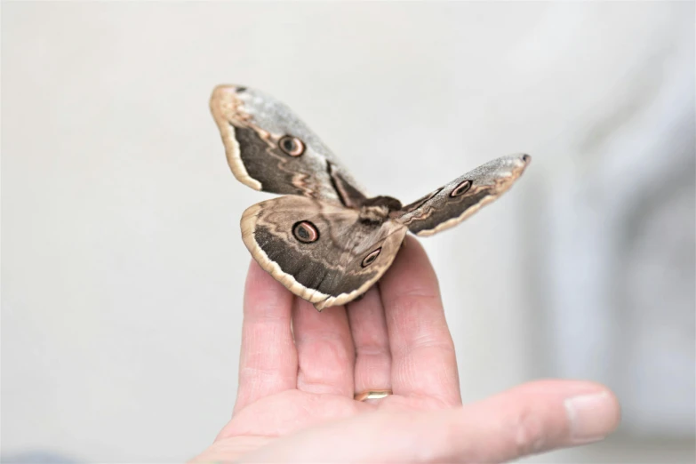 a moth on someone's hand in front of a wall