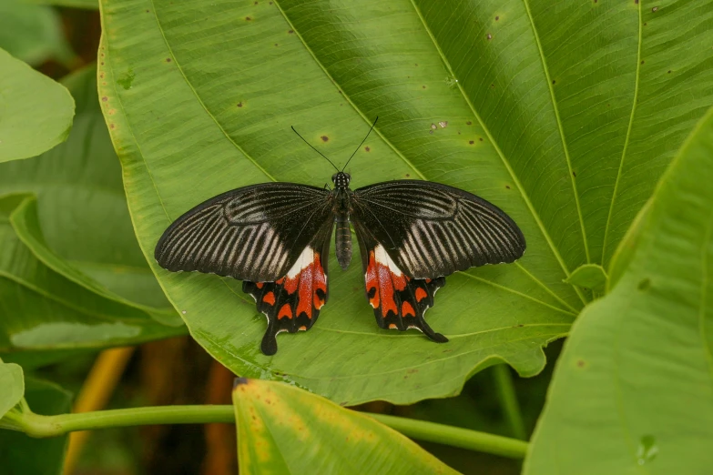 black and red erflies are sitting on a leaf