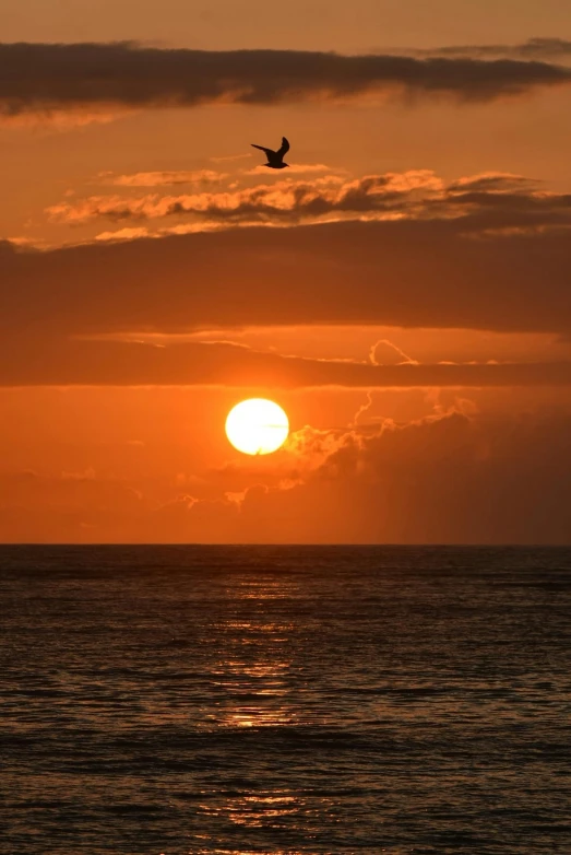 sunset over calm ocean with bird flying across