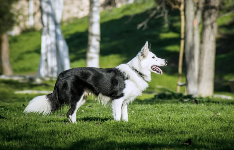 a black and white dog standing in the grass