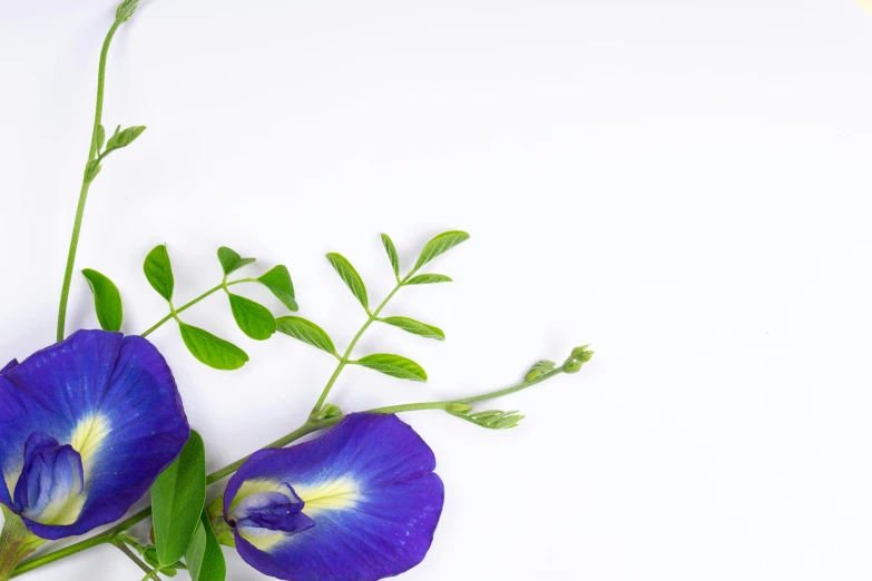 two flowers are placed side by side on a white background