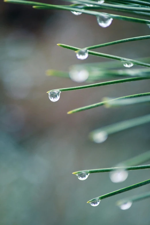 small rain drops on a green nch with other dew drops