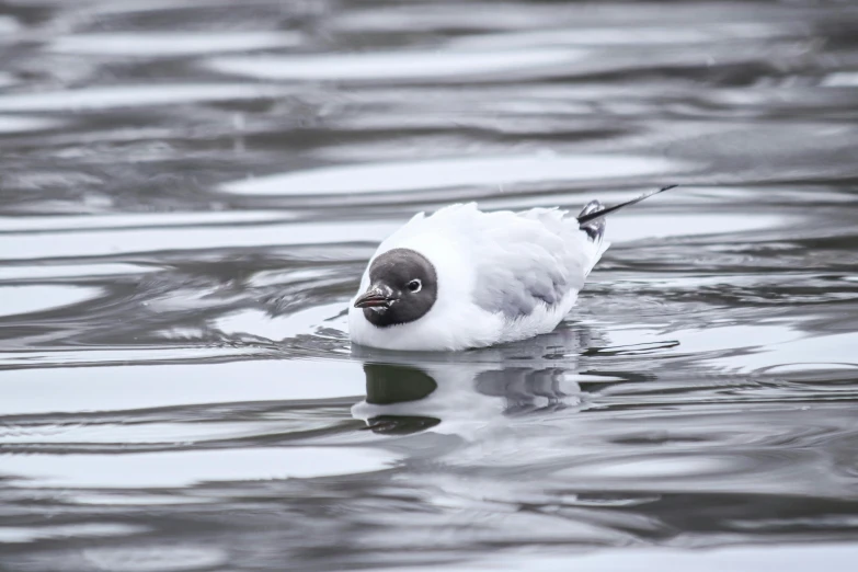 the bird is floating in the water alone