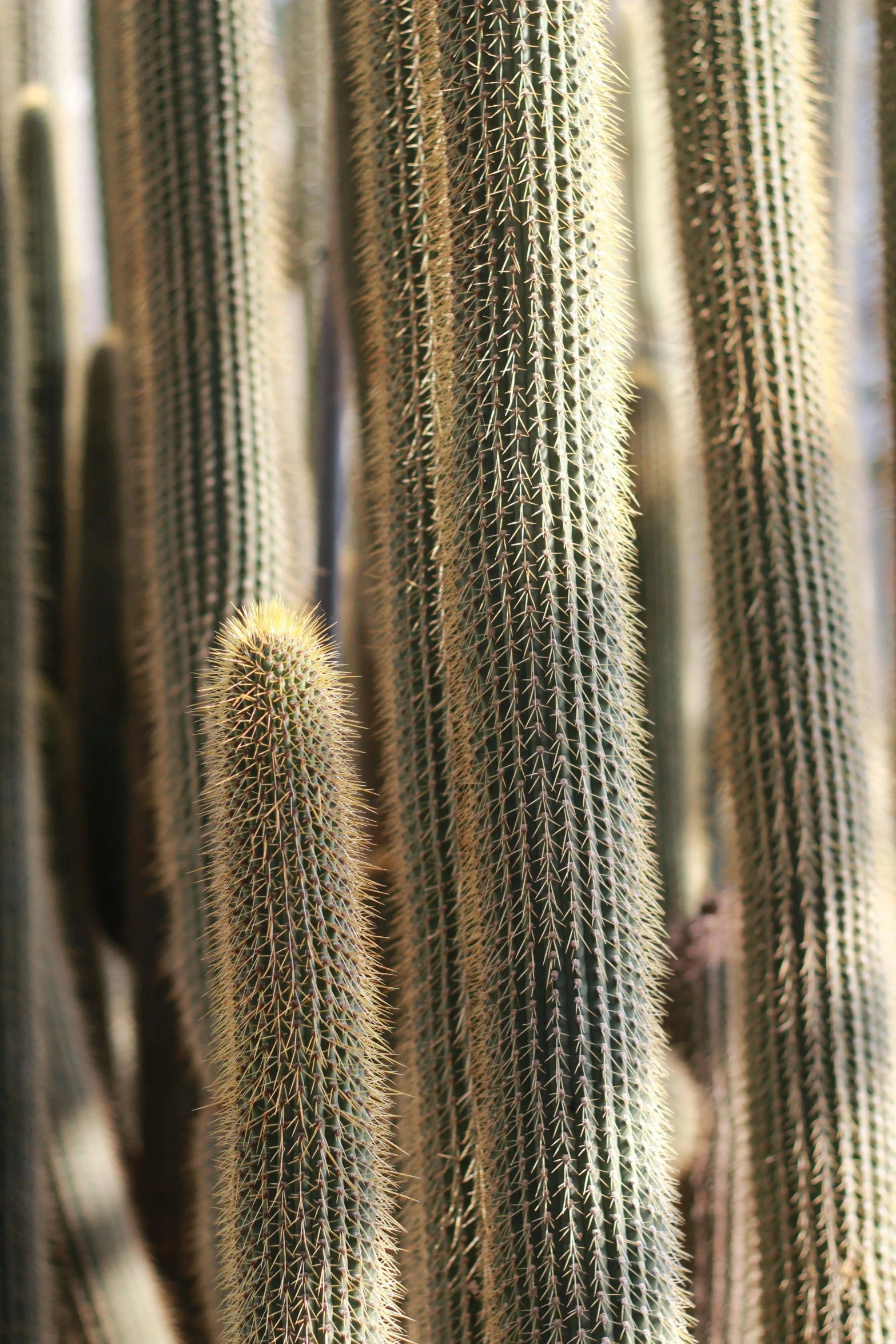 several different types of cacti sitting next to each other