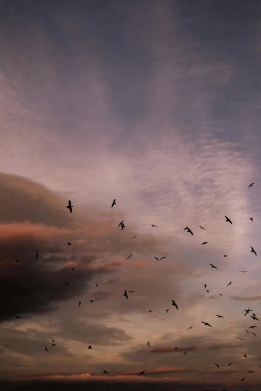 birds fly in a cloudy sky above the water