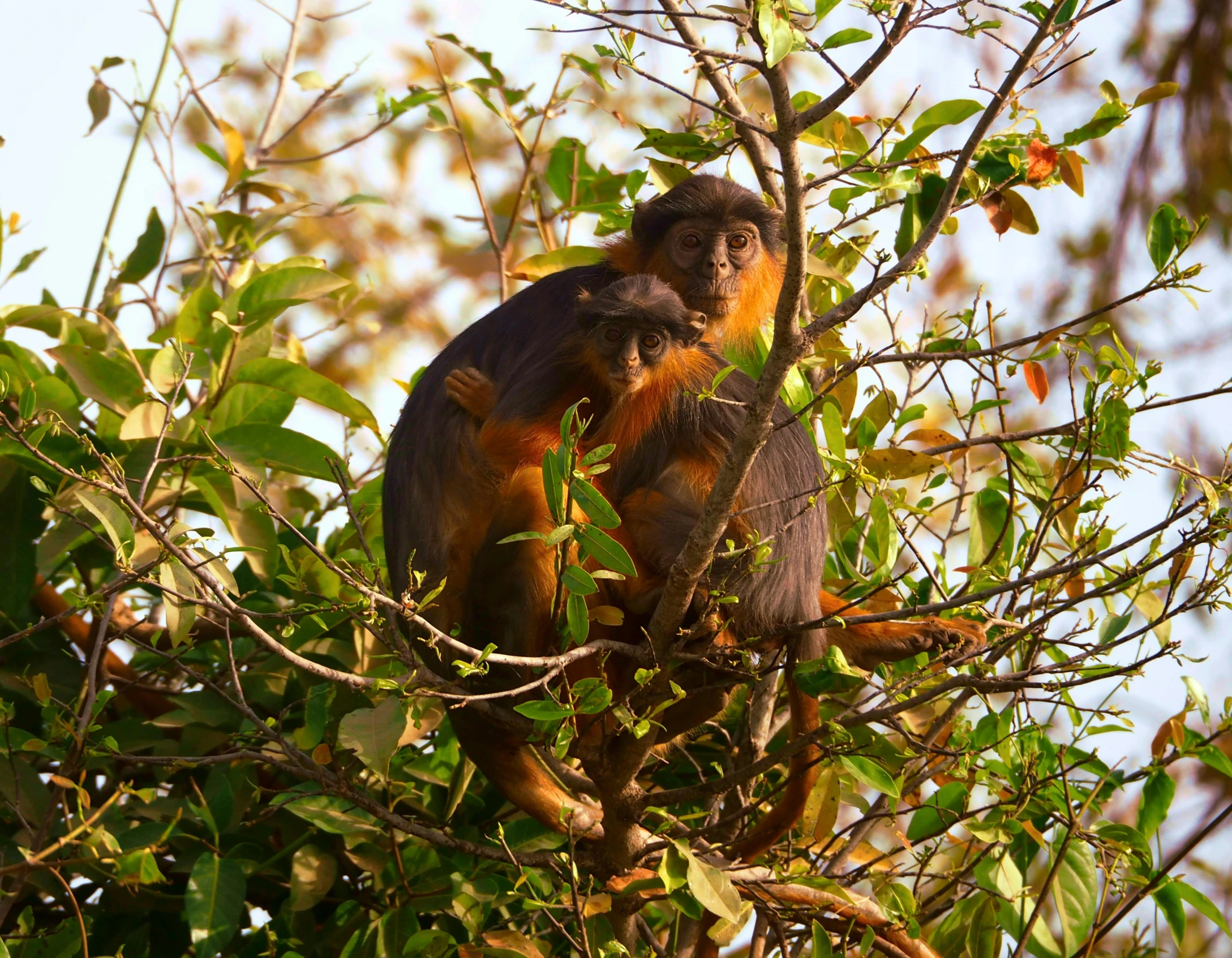 a monkey is perched up in a tree