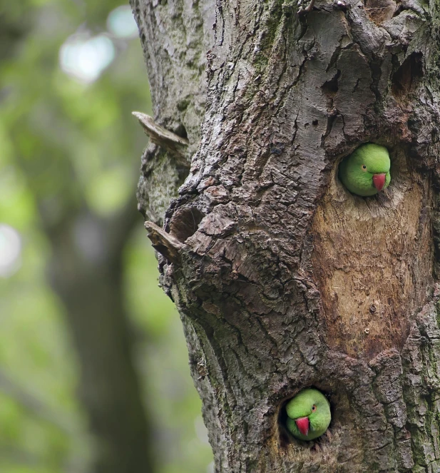 a tree with green faces that look like they are on the inside