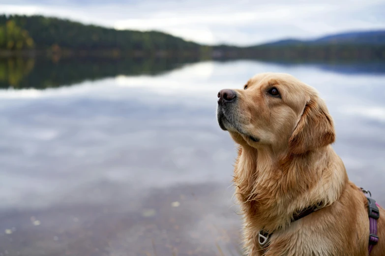 a close up of a dog on a leash