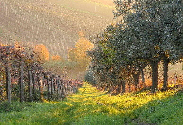 a pathway is leading to a field with green grass and trees