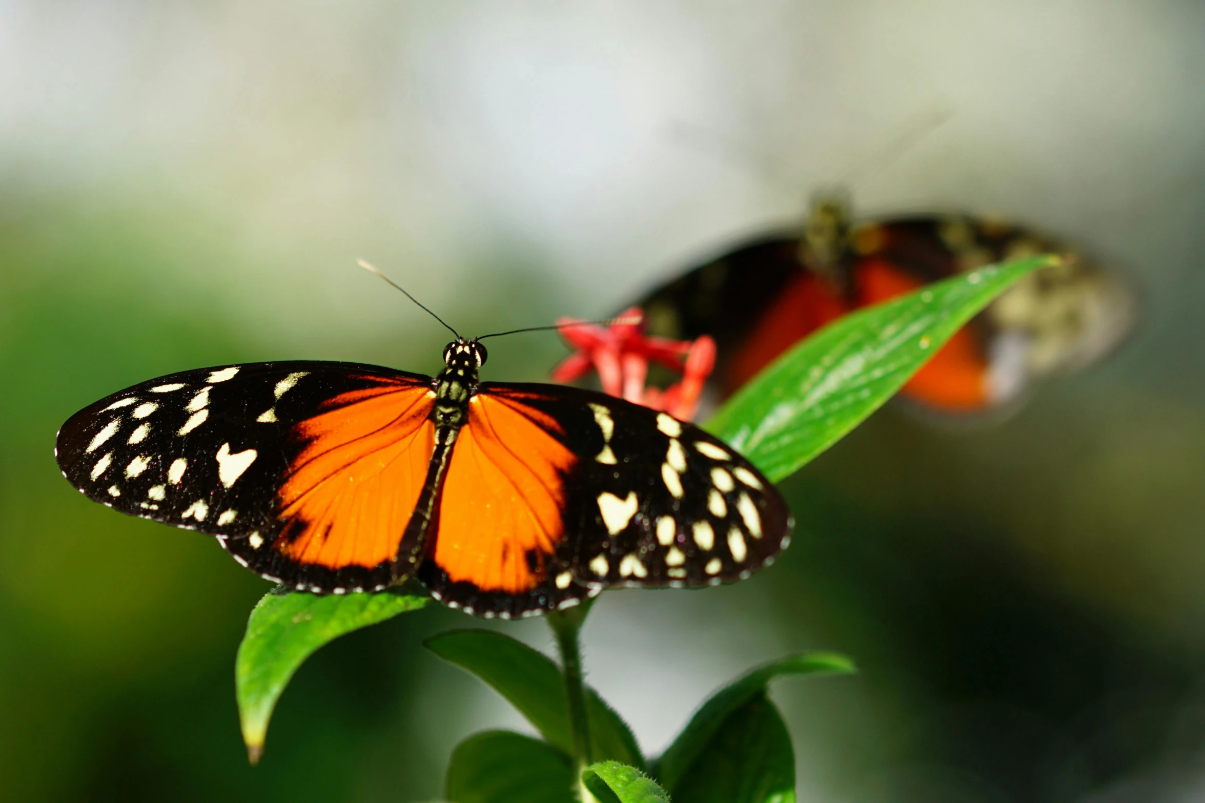 a large orange erfly sitting on a green leaf