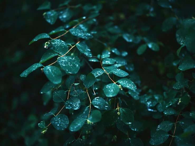 several green leaves are hanging from a nch