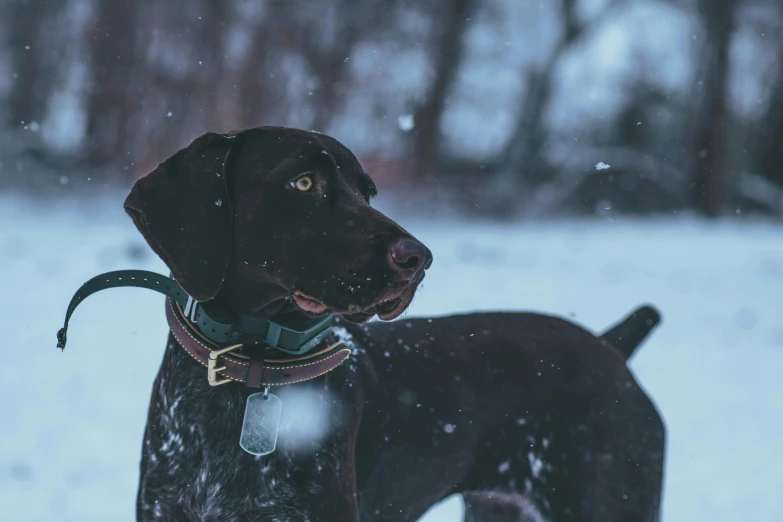 a large black dog standing in the snow