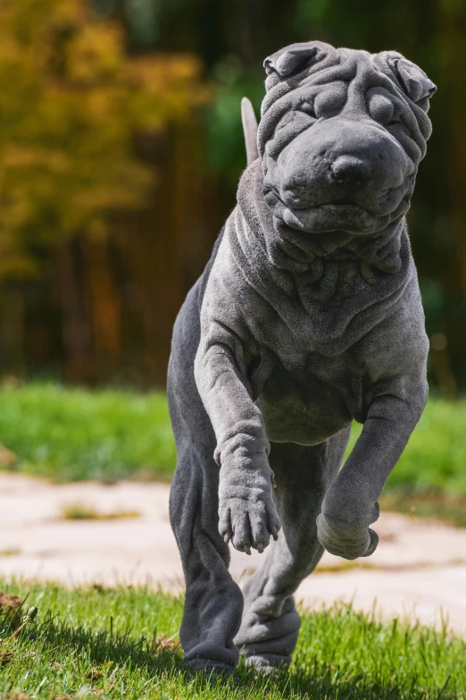 a dog in the yard, running with a tennis ball in its mouth