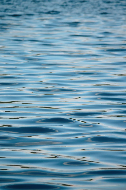 the water is very calm and clear as the bird is flying over it