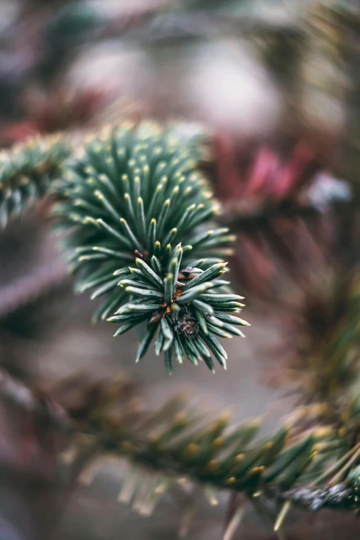 the top part of a pine tree with small needles