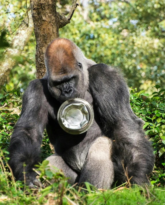 the gorilla is holding up a glass dish