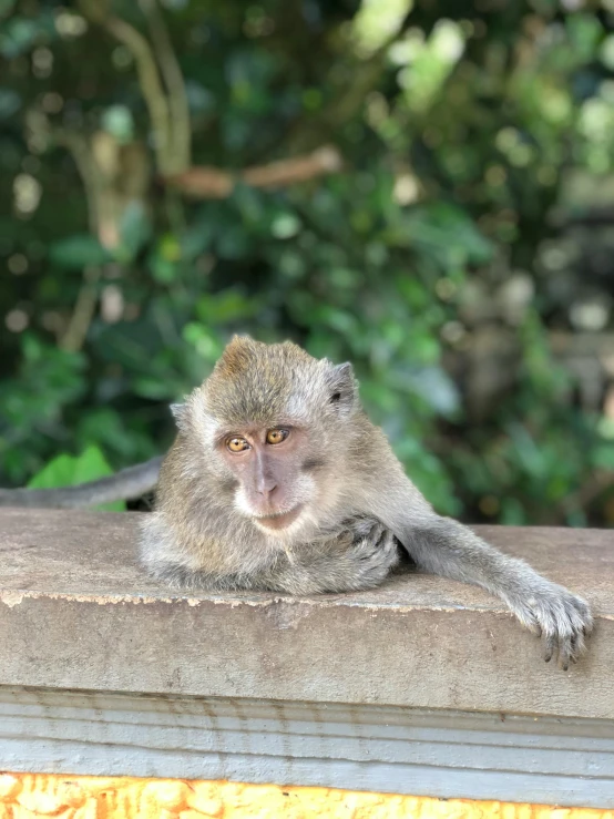 a monkey is sitting on the side of a wall