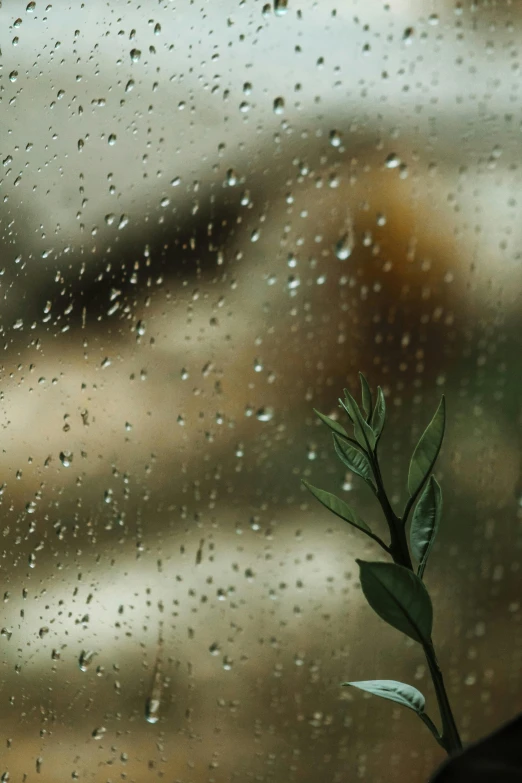 a small tree nch sitting in front of a window covered with water