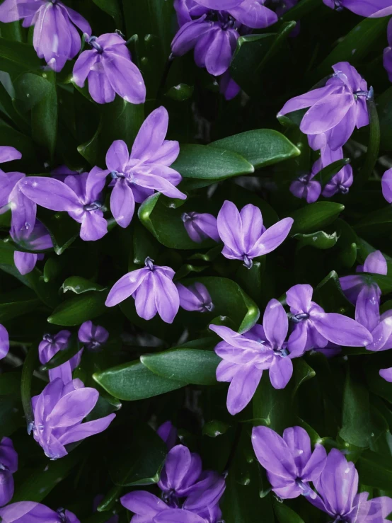 closeup of purple flower with green stems