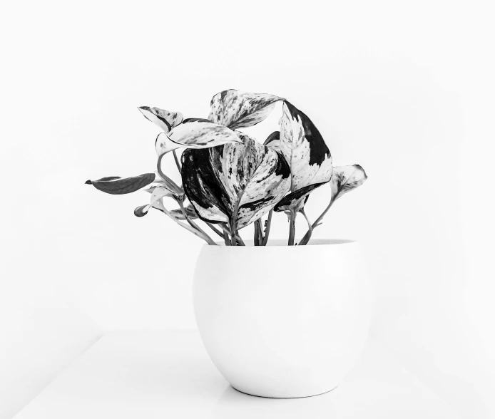 black and white po of a flower in a vase