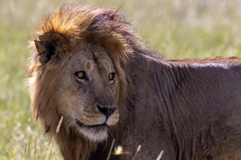 a big furry animal standing in some tall grass