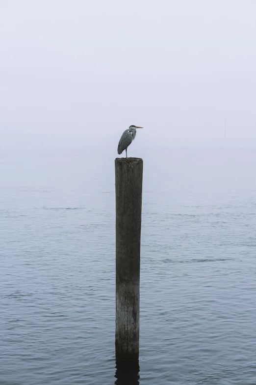 a bird sitting on top of a wooden pier