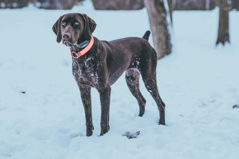 a black dog standing in a snowy field