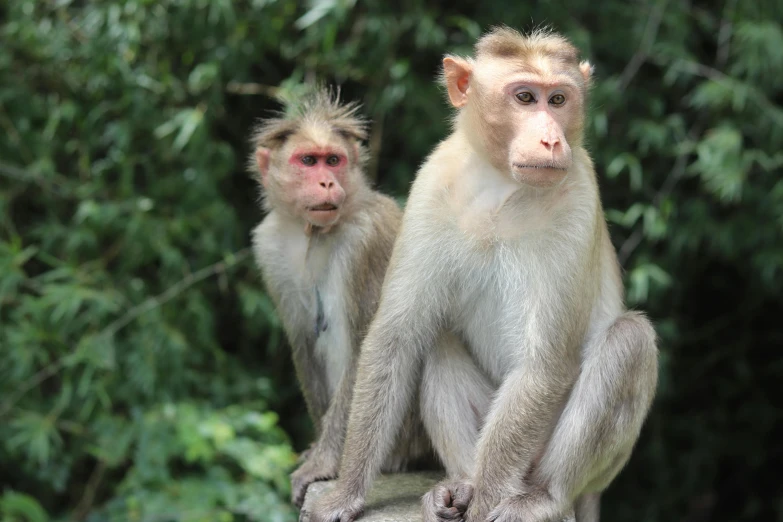 two monkeys sitting together on top of a rock