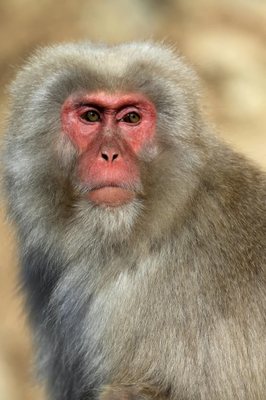 a close up of a monkey with its face slightly open