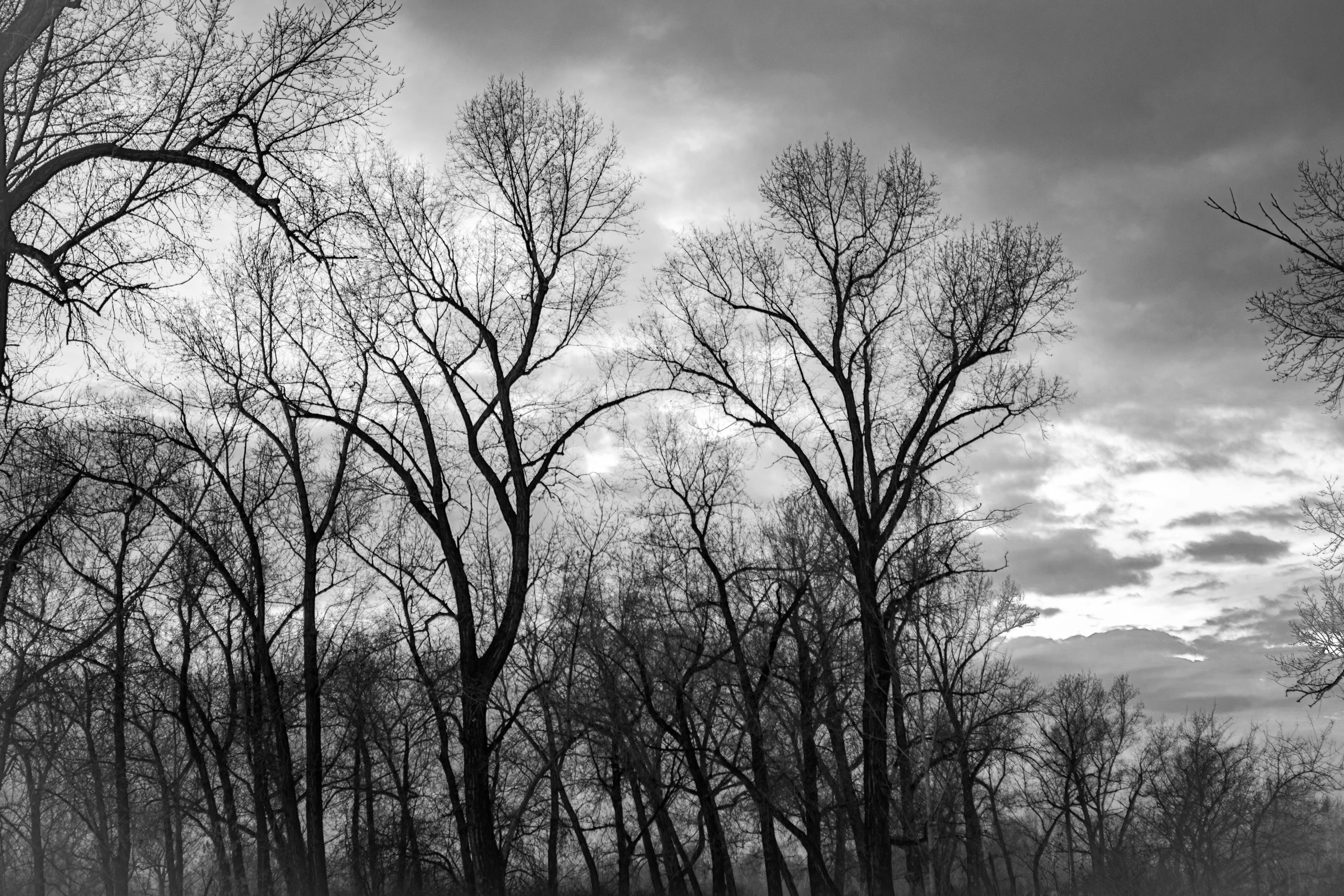 a forest filled with trees under a cloudy sky