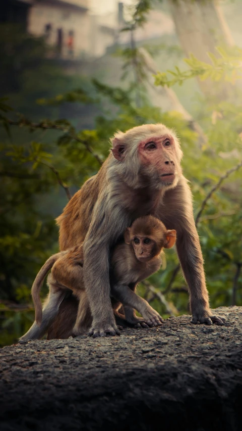 a monkey on the back of a baby monkey