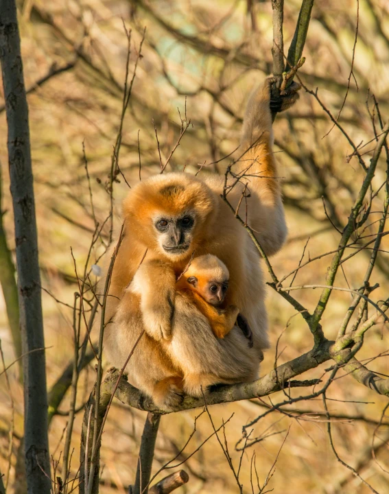 a monkey is sitting in the nches with it's young