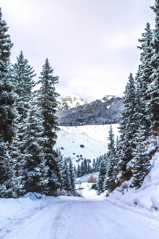 a snow covered road near some tall trees