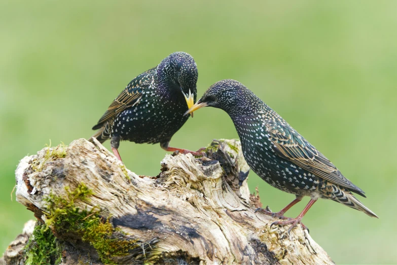 two birds with their beaks on top of a rotten tree