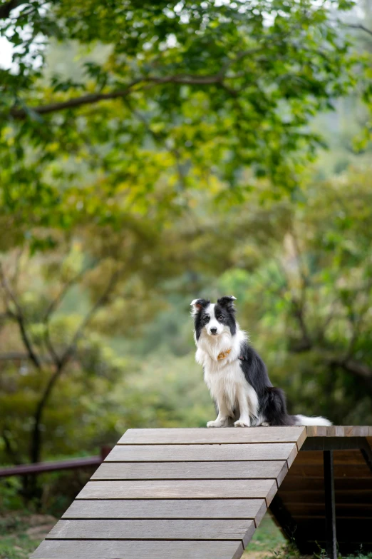 a small dog sitting on the side of a ramp