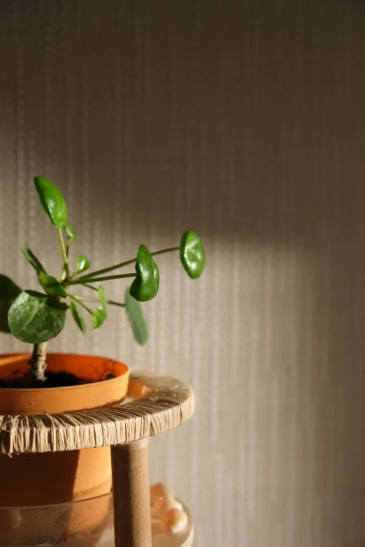 small plant in a brown pot on a wooden stand