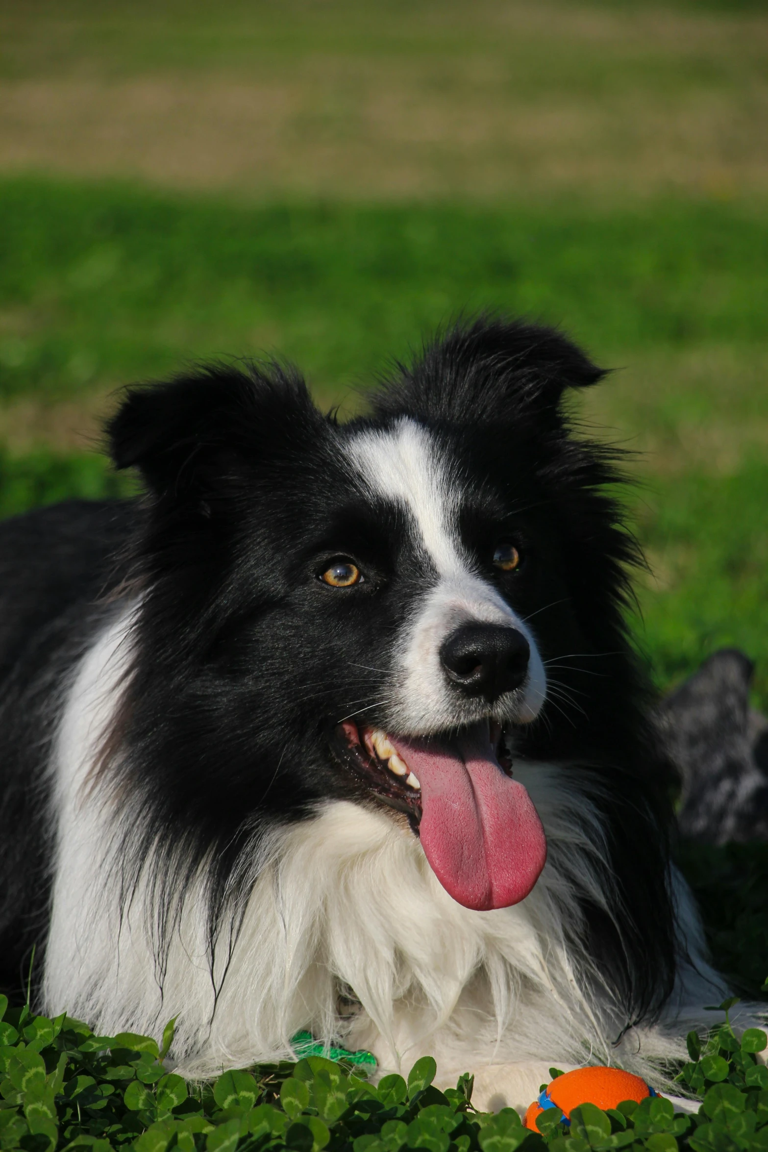 a close up of a dog with its tongue out