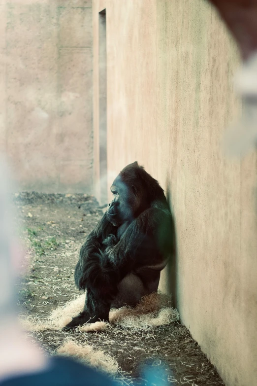 the gorilla is sitting on the ground between two walls