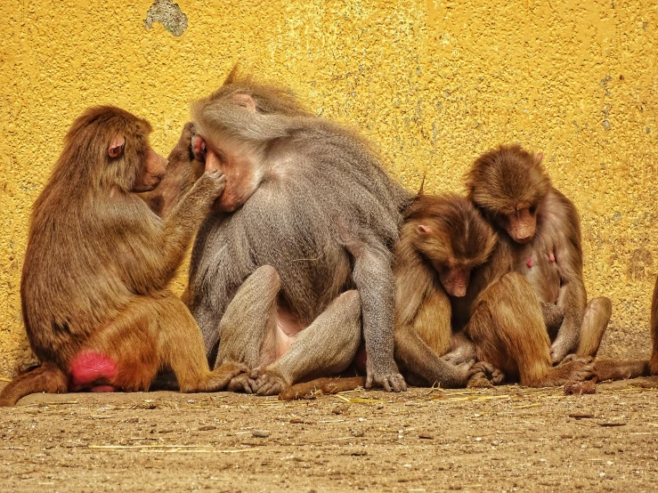 four monkeys are huddled together on the ground