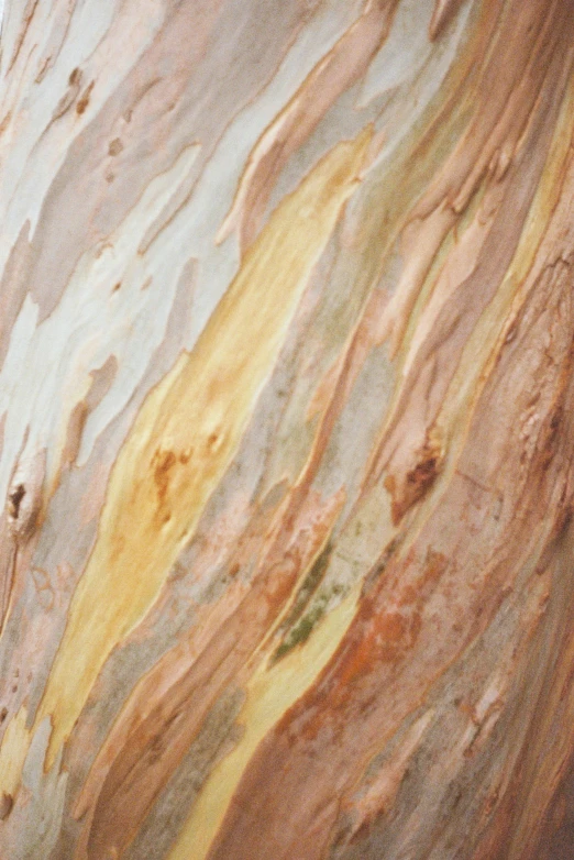 a close up of the bark on a tree