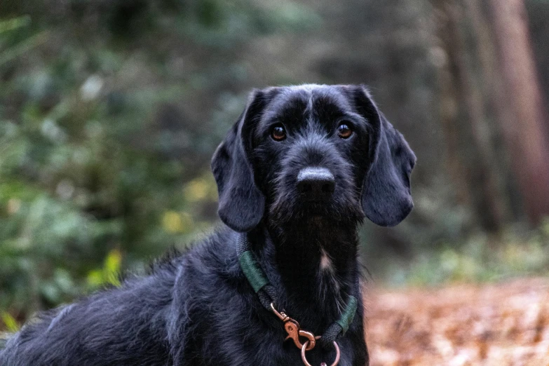 a black dog stands in the woods, looking off to the distance