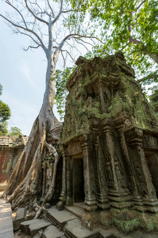 an ancient building with trees growing over it