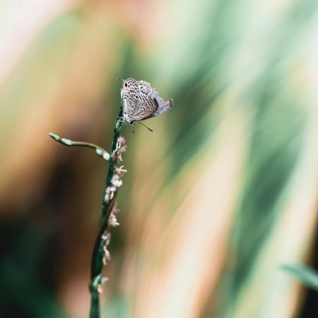 the lone flower has been blooming for many years