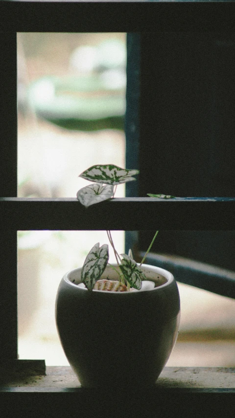 a potted plant in front of a window