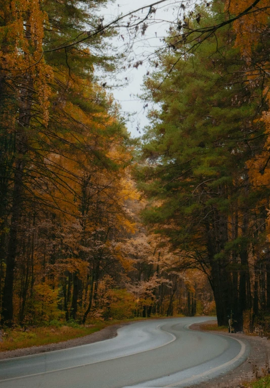 a winding road going through the woods surrounded by trees