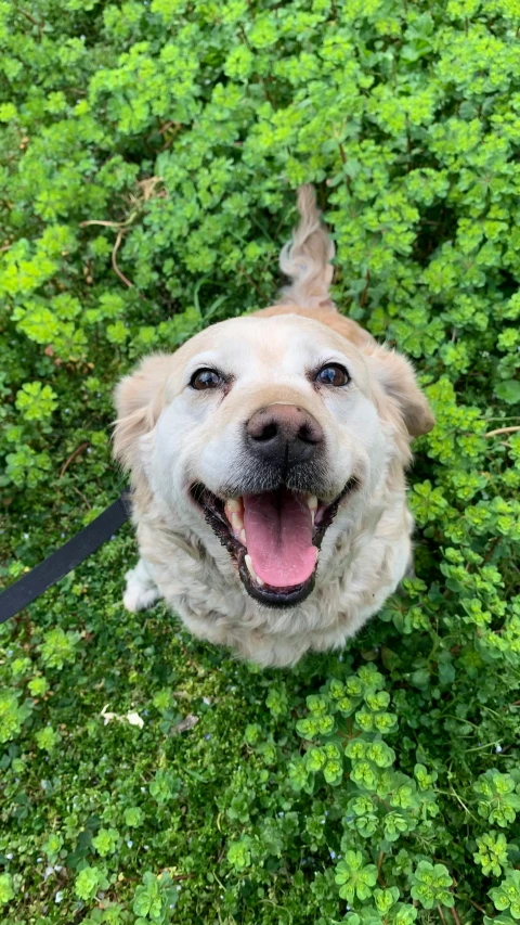 dog with blue eyes and white head standing in grass