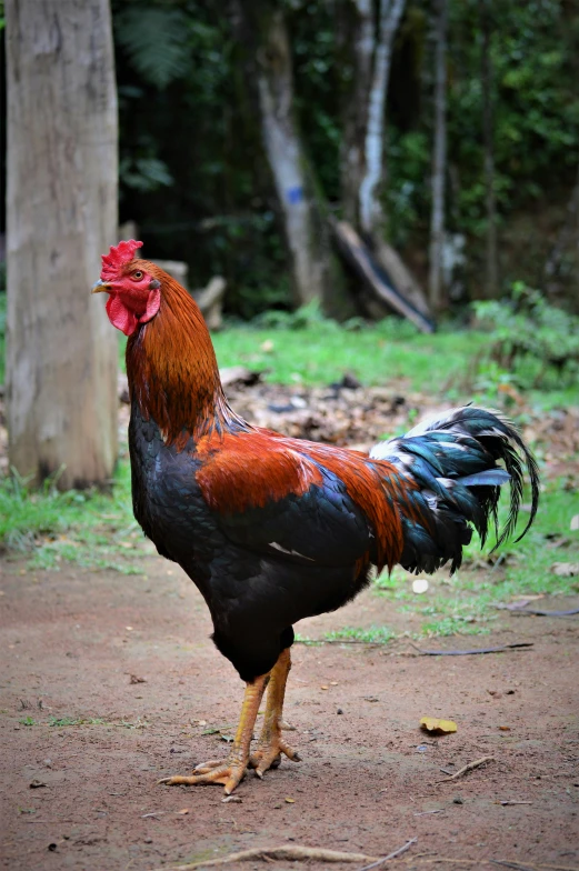 a rooster that is walking around a dirt ground