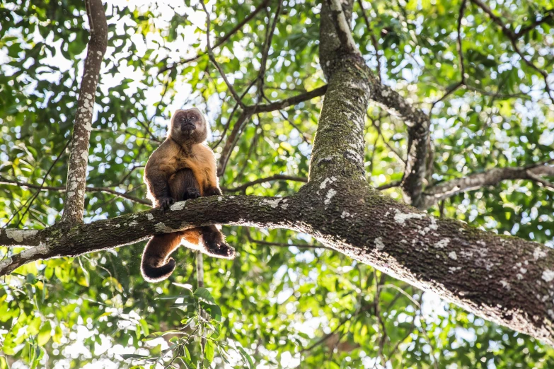 an image of a monkey sitting on top of a tree nch