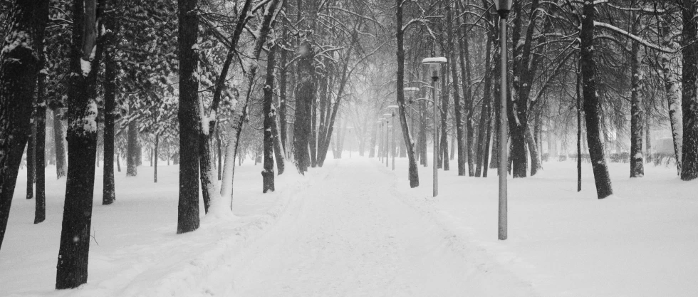 there is a very snowy path in the forest