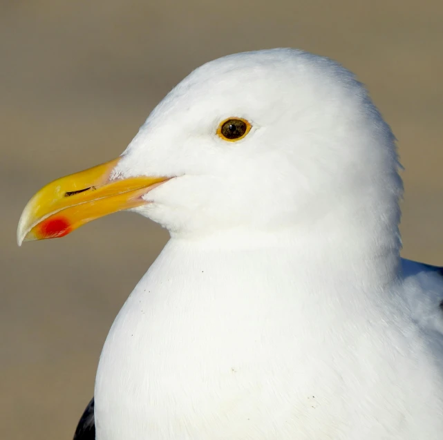 a close up of the head and neck of a seagull